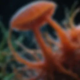Bioluminescent dinoflagellates under microscope
