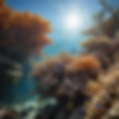 Diverse Marine Life Diverse Marine Life of the Great Barrier Reef