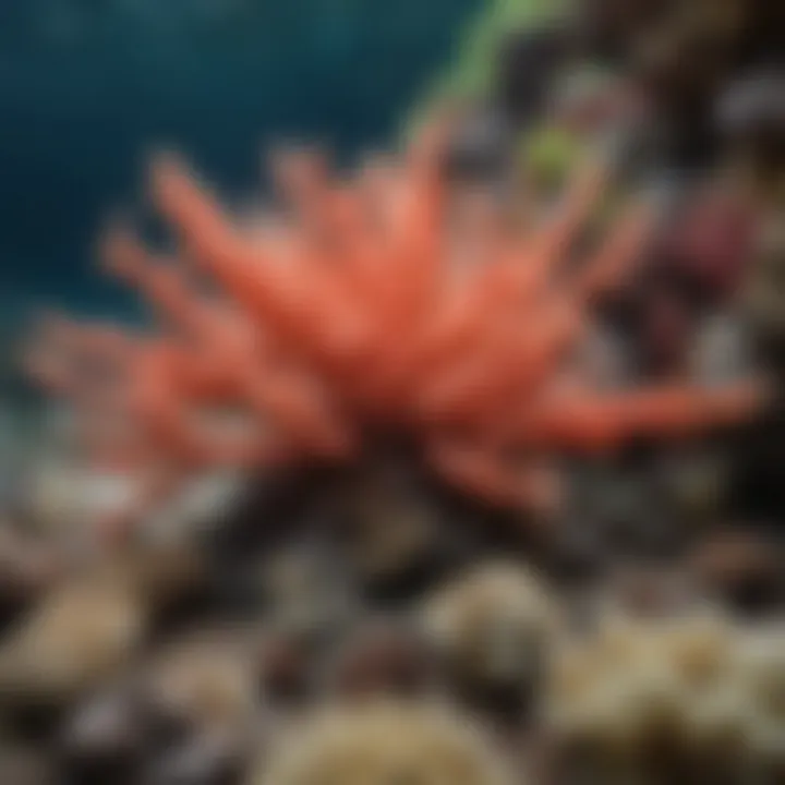 Vibrant coral reefs in Oahu showcasing marine biodiversity