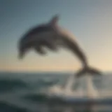 Graceful Dolphin Leaping in Ocean