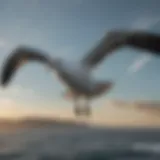 Majestic albatross soaring through the sky