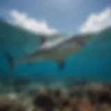 Majestic predator swimming in Hawaii's crystal-clear waters