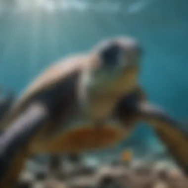 Majestic Sea Turtles Majestic Sea Turtles of the Great Barrier Reef