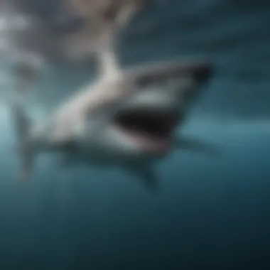 Elegance of a Shark's Movement Majestic Shark Swimming in Pristine Waters