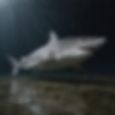 Intricate World of Shark Species Shark Species Diversity in Ocean Depths