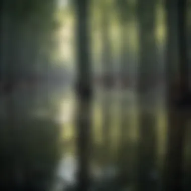 Bamboo forest reflecting in water