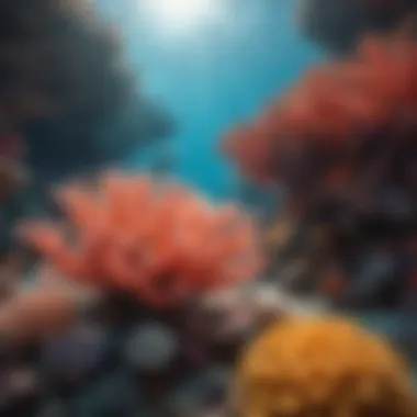 Vibrant Coral Gardens in the Great Barrier Reef